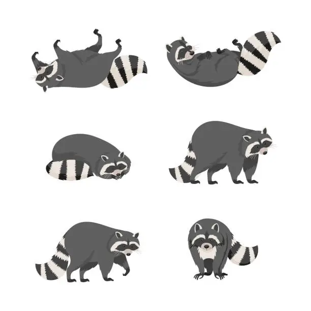 Vector illustration of Set of cute gray raccoons in everyday activities cartoon vector illustration