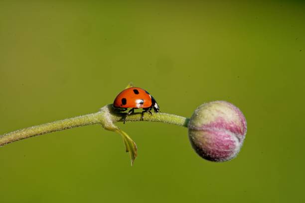 istock Selective focus shot of ladybug crawling on stem of flower 1436956719