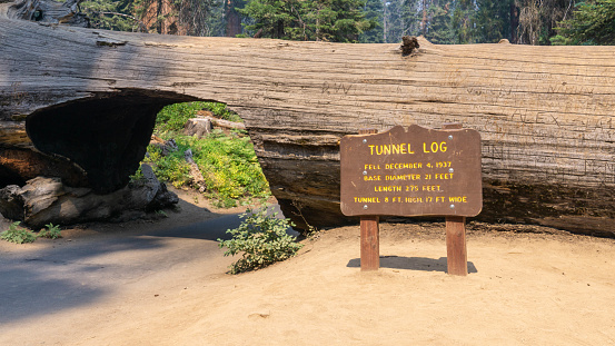 The board in front of the Tunnel Log in Sequoia National Park. Tourist attraction in California, US.