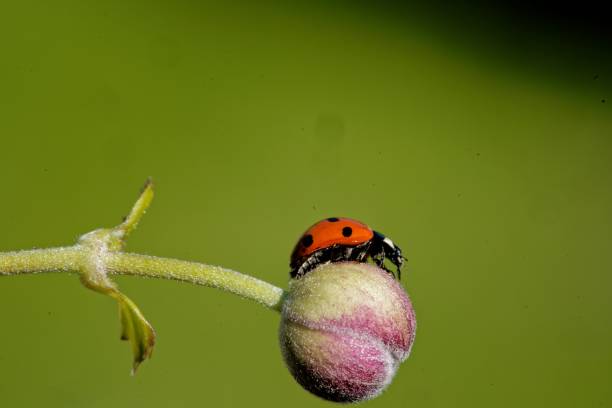 istock Selective focus shot of ladybug crawling on flower bud 1436956786