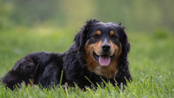 tiro de foco raso de um cão hovawart deitado na grama no jardim - hovawart - fotografias e filmes do acervo
