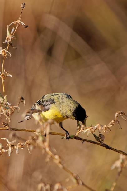 istock Selective focus shot of lesser goldfinch (Spinus psaltria) 1436956954