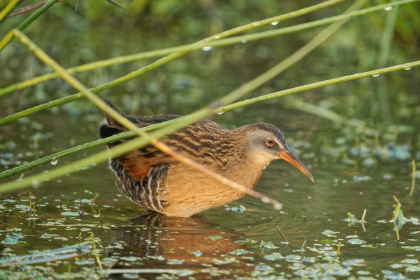 istock Closeup of a sora bird on a marsh. 1436956968