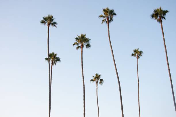 istock Beautiful background of tall palm trees against a blue sky 1436957718