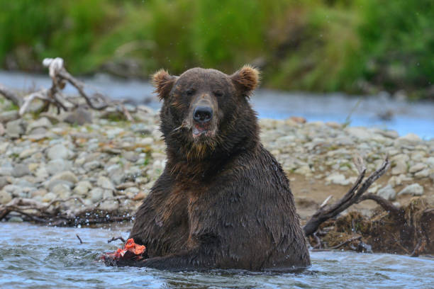 istock Brown bear eating salmon in the stream 1436958006