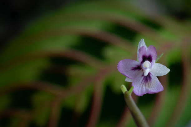 istock Selective focus of a delicate prayer plant (Maranta leuconeura) flower 1436958056