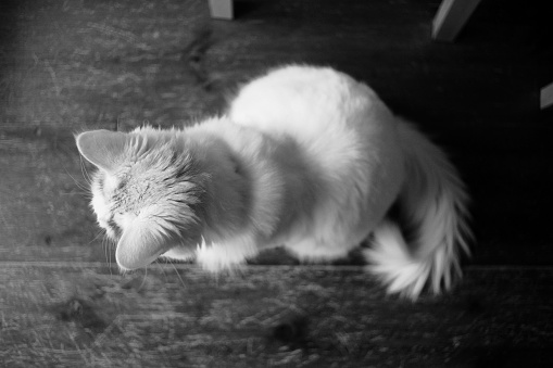 A top view grayscale of a white domestic cat sitting on the floor with a fluffy tail