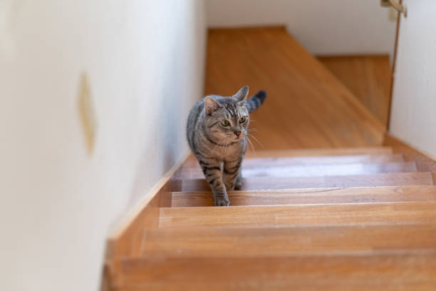 istock cat climbing stairs 1436958212