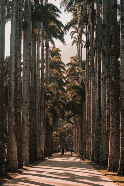 istock Vertical shot of a path with tall palm trees in Rio de Janeiro 1436958270