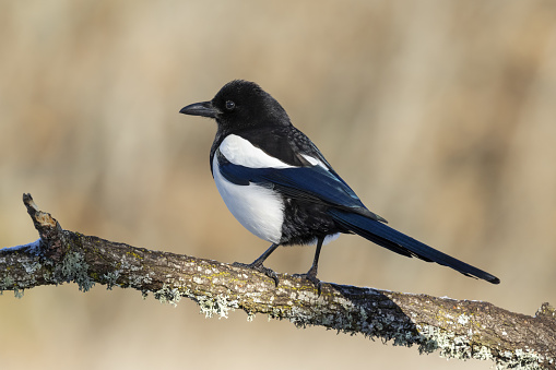 A common magpie sitting on a branch with a blurred background