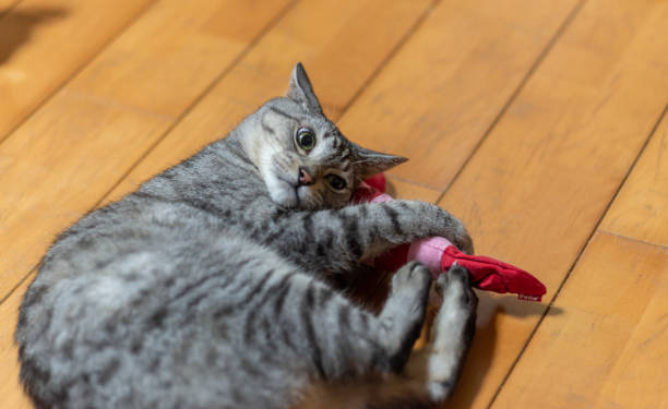 istock cat playing with stuffed toy 1436958326