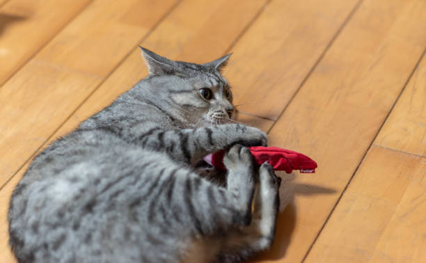 istock cat playing with stuffed toy 1436958349