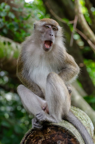 istock Vertical shot of a mon on a tree branch, outdoors during daylight 1436959272