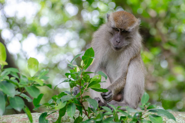 istock Clo of a monkey on a tree branch, outdoors during daylight 1436959273