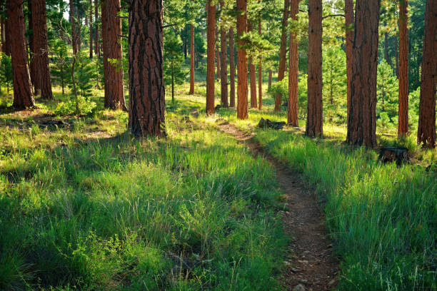 A fantastic shot of a tiny path through the green forest