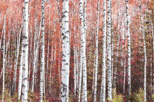 istock birch trees with white birch bark in birch grove with birch leaves in autumn 1436960002
