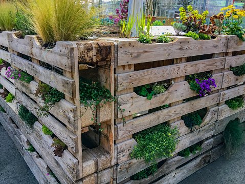 The pallet garden beds with flowers and herbs in the greenhouse