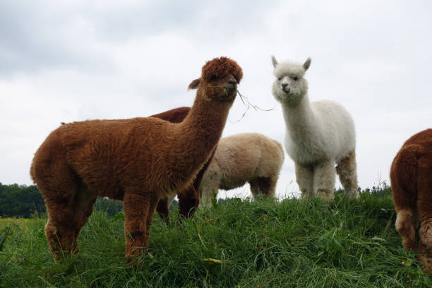 istock Selective focus shot of alpacas in a field 1436960987