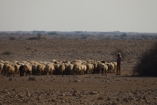 Desert, Qatar – November 20, 2020: Qatar Shepherd with sheep in the Desert of northern Qatar