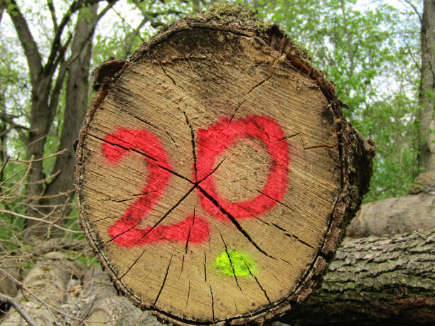 istock Closeup shot of a cut tree marked with the number 20 1436961182