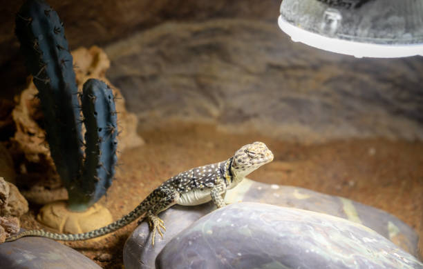 istock Bearded dragon sunbathing under the lamp in a terrarium 1436961193