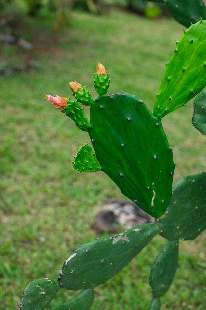 花びらに3つの花が咲いた緑のサボテンの接写 - still life growth nature image type ストックフォトと画像