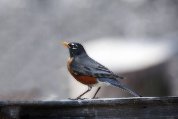 istock Selective focus shot of a robin perched on a fence 1436961518