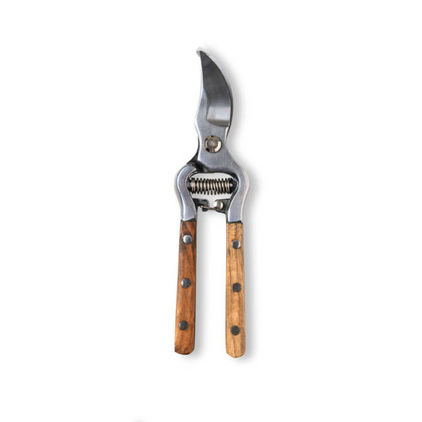 Garden secateurs with wooden handle isolated on white background. Garden secateurs with wooden handle isolated on a white background. Old garden prun. pruning shears stock pictures, royalty-free photos & images