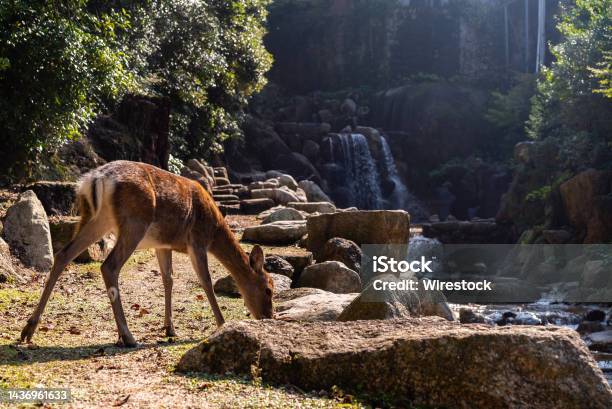Cute Brown Deer In Front Of Waterfall On Miyajima Island Japan Stock Photo - Download Image Now