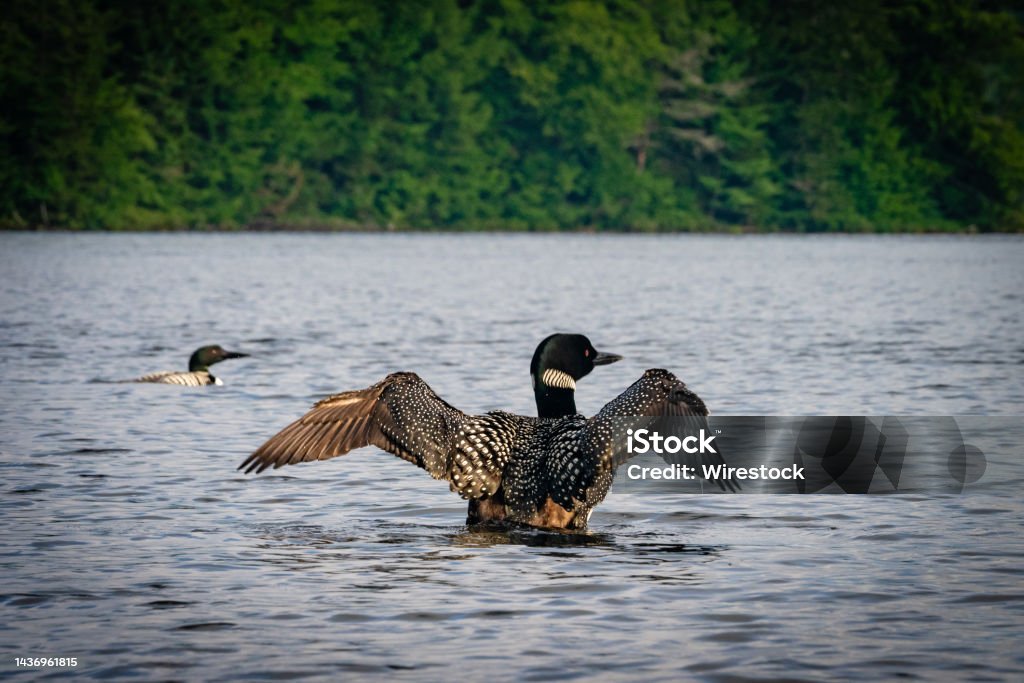 Loons in the Adirondack Mountains of New York A loon flaps its wings in the St. Regis area of the Adirondack Mountains in northern New York State. Adirondack Mountains Stock Photo