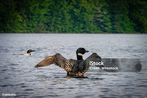 Loons In The Adirondack Mountains Of New York Stock Photo - Download Image Now - Adirondack Mountains, New York State, Summer