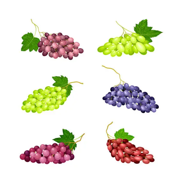 Vector illustration of Clusters of Grape with Crimson, Red and Green Berries Vector Set