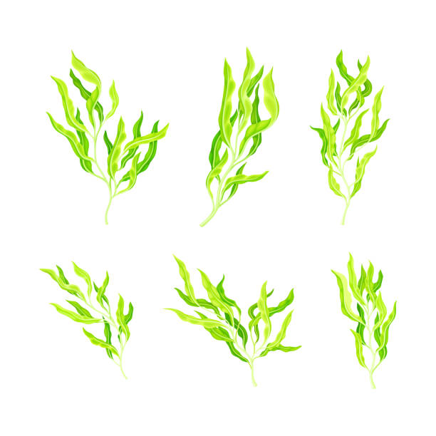 Green Hijiki Seaweed or Sargassum as Sea Vegetable Vector Set Green Hijiki Seaweed or Sargassum as Sea Vegetable Vector Set. Marine Algae as Edible Plant Containing Dietary Fibre and Essential Mineral Concept sargassum stock illustrations