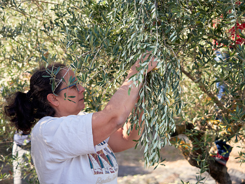 A middle-aged Caucasian female picking olives at olive tree plantations