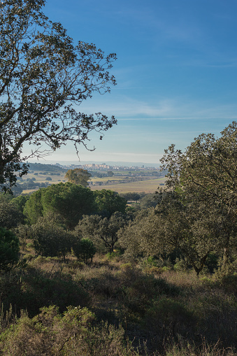 Views of the nature of Campo de San Isidro (la dehesa), Badajoz, Extremadura, Spain.