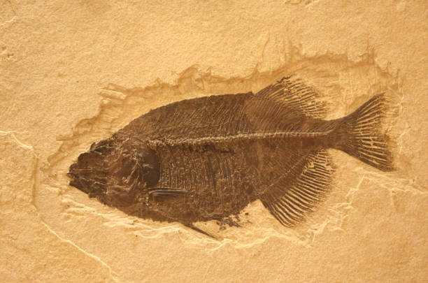 istock Closeup shot of ancient fish fossils 1436962243