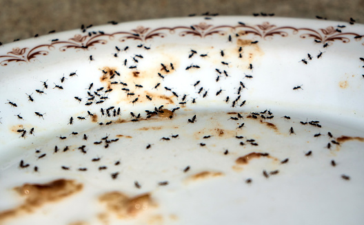 A selective focus closeup of an army of black ants on a white plate with sweet smudge