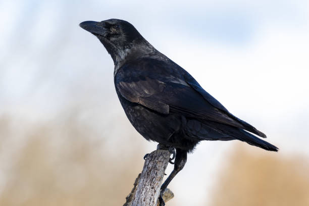 istock Shallow focus shot of a Carrion Crow (Corvus Corone) perched on a branch 1436963009