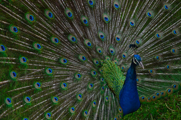 istock Selective focus shot of a beautiful Peacock in the zoo 1436963017