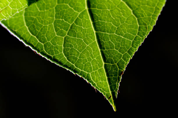 istock Closeup of a green leaf isolated on a black background 1436963884
