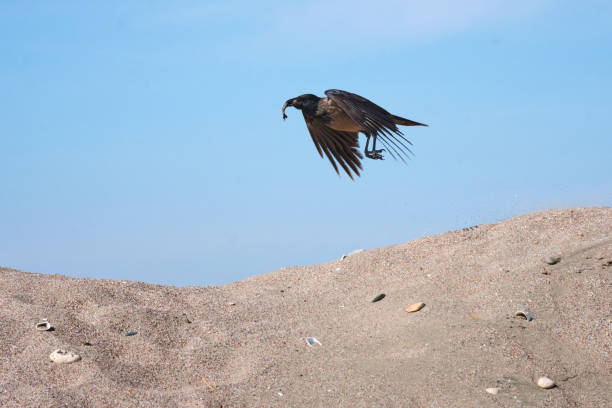 A black raven carrying food in his beak