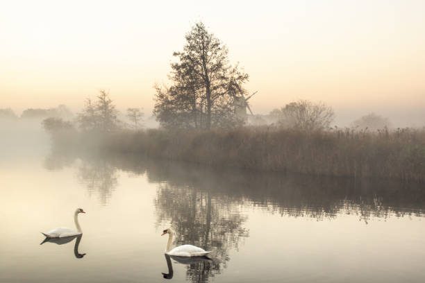 ノーフォークブローズの2羽の白鳥がいる湖にぶら下がっている霧 - swan bird water fog ストックフォトと画像