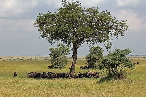 A beautiful shot of wildebeests grazing under the big tree in Serengeti National Park, Tanzania