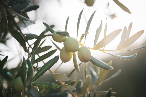 Green olives fruit and olive tree branch in autumn. Agricultural food background concept.