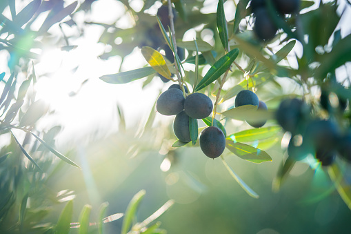 Selective focus of ripe black olives hanging on branch in sunlight background