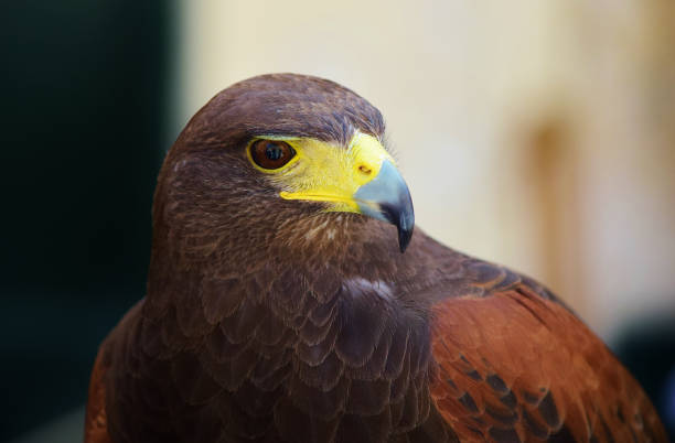 istock Closeup shot of domesticated Harris's hawk 1436964568