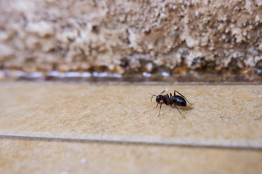 A closeup shot of ant on the cement floor