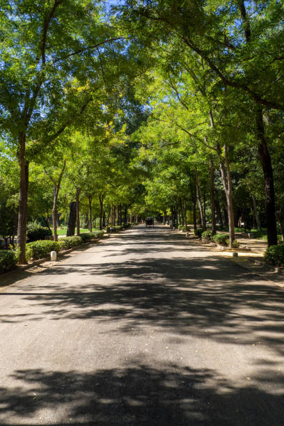 istock Walkway in a park lined with tall green trees 1436964711