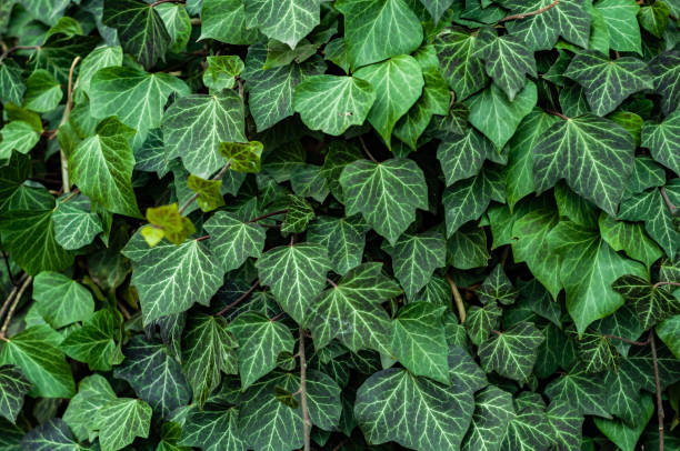 istock Wall made of natural green ivy leaf, plant surface texture. 1436964822