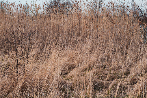 Dry tall yellow reeds, marshland, autumn season.